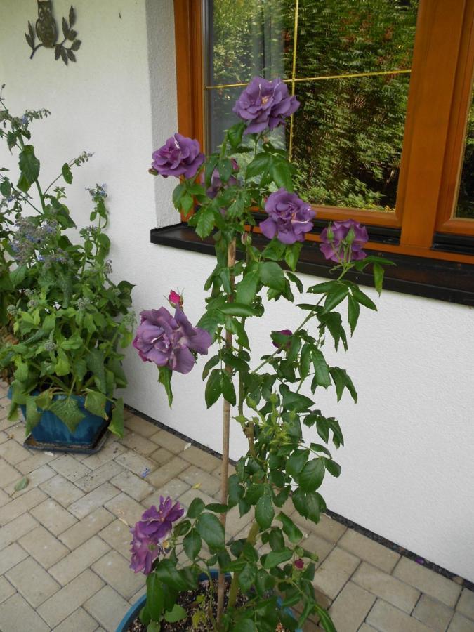 Ferienwohnung Im Harz-Haus-Bruns Clausthal-Zellerfeld Εξωτερικό φωτογραφία