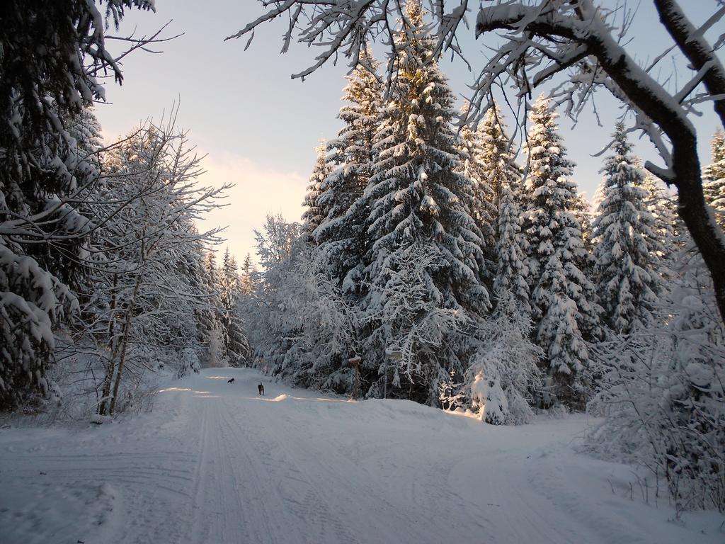 Ferienwohnung Im Harz-Haus-Bruns Clausthal-Zellerfeld Εξωτερικό φωτογραφία